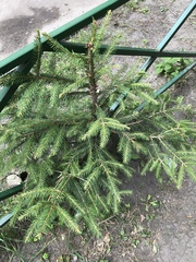 Picea abies