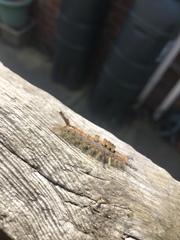 Orgyia antiqua