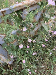 Convolvulus arvensis