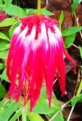 Calliandra tergemina emarginata