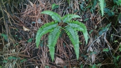 Dicranopteris pedata