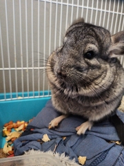 Chinchilla