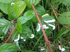 Macremphytus tarsatus