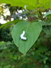 Macremphytus tarsatus