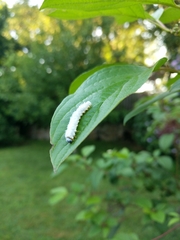 Macremphytus tarsatus