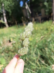 Dactylis glomerata