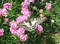 Papilio machaon britannicus