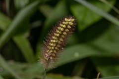 Insecta