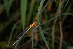 Ischnura senegalensis