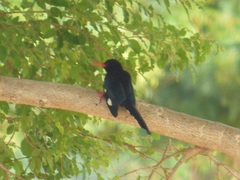 Phoeniculus purpureus