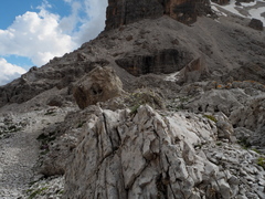 Sesleria sphaerocephala