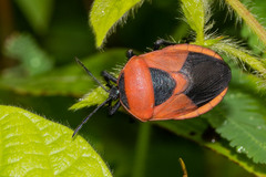 Coridius ianus