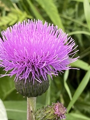 Cirsium heterophyllum