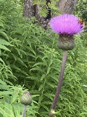 Cirsium heterophyllum