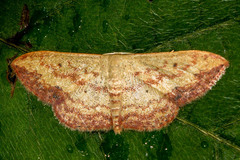 Lepidoptera