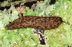 Philomycus flexuolaris