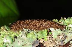 Philomycus flexuolaris