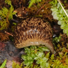 Philomycus flexuolaris