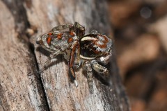 Maratus leo
