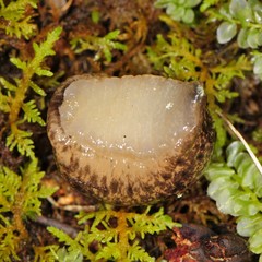 Philomycus flexuolaris