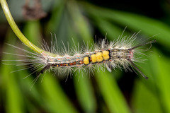 Insecta