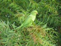 Psittacula krameri krameri