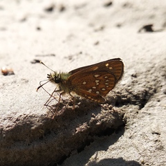 Piruna penaea