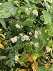 Erigeron annuus
