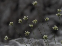 Sesleria sphaerocephala