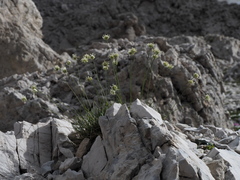 Sesleria sphaerocephala