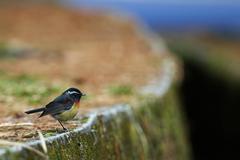 Tarsiger johnstoniae