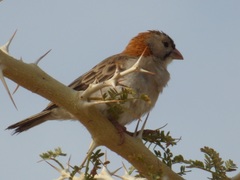 Sporopipes frontalis