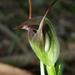 Pterostylis pedunculata - Photo 由 Reiner Richter 所上傳的 (c) Reiner Richter，保留部份權利CC BY-NC-SA