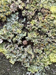 Cochlicella