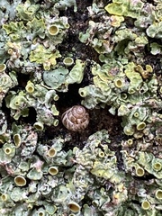 Cochlicella