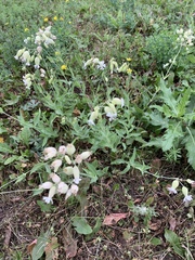 Silene vulgaris