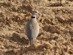 Streptopelia vinacea