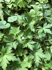 Geranium sibiricum