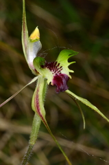 Caladenia atrovespa