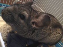 Chinchilla