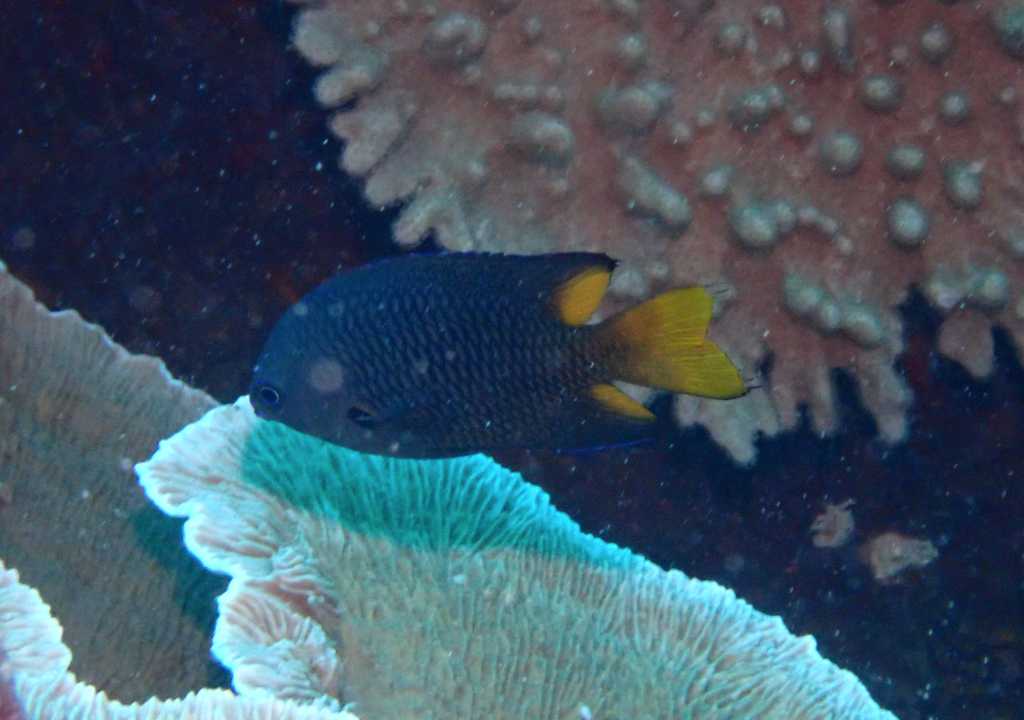 Philippine Damsel
