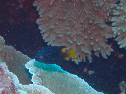 Damselfish (Pomacentrus philippinus) — Pomacentridae — 4