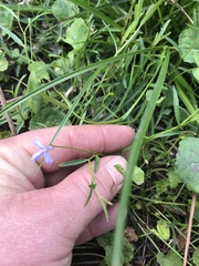 Lobelia stenophylla
