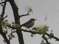 Anthreptes orientalis