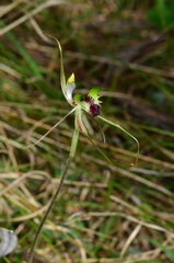 Caladenia atrovespa