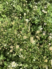 Erigeron canadensis