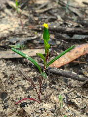 Senecio glossanthus