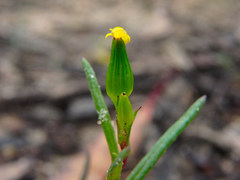 Senecio glossanthus