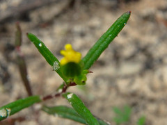Senecio glossanthus