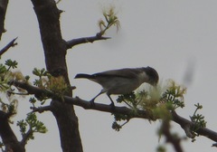 Anthreptes orientalis